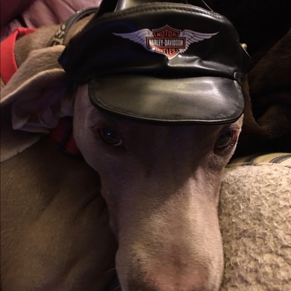 Meet your Posher,Jami,Beulah is my Grandma/Momma❤️ - Picture 3 of 8